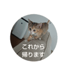 猫「なな」（個別スタンプ：3）