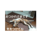 猫「なな」（個別スタンプ：4）