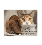 猫「なな」（個別スタンプ：5）