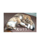 猫「なな」（個別スタンプ：6）