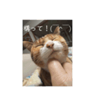 猫「なな」（個別スタンプ：7）