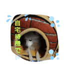 かえちゃんまん1（個別スタンプ：5）