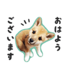 柴犬福ちゃん 敬語ひらがなスタンプ（個別スタンプ：1）