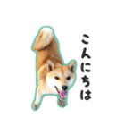 柴犬福ちゃん 敬語ひらがなスタンプ（個別スタンプ：2）