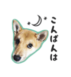 柴犬福ちゃん 敬語ひらがなスタンプ（個別スタンプ：3）