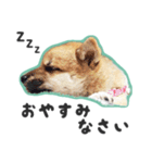 柴犬福ちゃん 敬語ひらがなスタンプ（個別スタンプ：4）