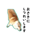 柴犬福ちゃん 敬語ひらがなスタンプ（個別スタンプ：5）