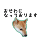 柴犬福ちゃん 敬語ひらがなスタンプ（個別スタンプ：6）