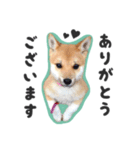 柴犬福ちゃん 敬語ひらがなスタンプ（個別スタンプ：7）