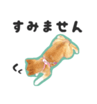 柴犬福ちゃん 敬語ひらがなスタンプ（個別スタンプ：8）