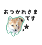 柴犬福ちゃん 敬語ひらがなスタンプ（個別スタンプ：10）