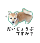 柴犬福ちゃん 敬語ひらがなスタンプ（個別スタンプ：11）