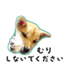 柴犬福ちゃん 敬語ひらがなスタンプ（個別スタンプ：12）