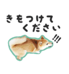 柴犬福ちゃん 敬語ひらがなスタンプ（個別スタンプ：13）