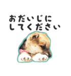 柴犬福ちゃん 敬語ひらがなスタンプ（個別スタンプ：14）