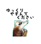 柴犬福ちゃん 敬語ひらがなスタンプ（個別スタンプ：15）