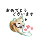 柴犬福ちゃん 敬語ひらがなスタンプ（個別スタンプ：16）