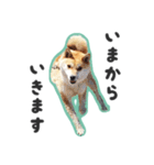 柴犬福ちゃん 敬語ひらがなスタンプ（個別スタンプ：17）
