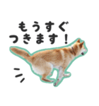 柴犬福ちゃん 敬語ひらがなスタンプ（個別スタンプ：18）