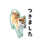 柴犬福ちゃん 敬語ひらがなスタンプ（個別スタンプ：19）