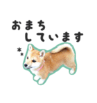 柴犬福ちゃん 敬語ひらがなスタンプ（個別スタンプ：20）