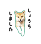 柴犬福ちゃん 敬語ひらがなスタンプ（個別スタンプ：21）