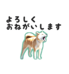 柴犬福ちゃん 敬語ひらがなスタンプ（個別スタンプ：22）