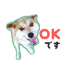 柴犬福ちゃん 敬語ひらがなスタンプ（個別スタンプ：23）