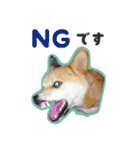 柴犬福ちゃん 敬語ひらがなスタンプ（個別スタンプ：24）