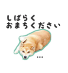 柴犬福ちゃん 敬語ひらがなスタンプ（個別スタンプ：25）