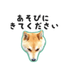 柴犬福ちゃん 敬語ひらがなスタンプ（個別スタンプ：26）