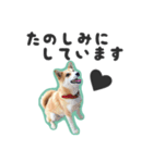 柴犬福ちゃん 敬語ひらがなスタンプ（個別スタンプ：27）