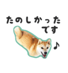 柴犬福ちゃん 敬語ひらがなスタンプ（個別スタンプ：28）
