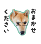 柴犬福ちゃん 敬語ひらがなスタンプ（個別スタンプ：29）