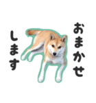 柴犬福ちゃん 敬語ひらがなスタンプ（個別スタンプ：30）