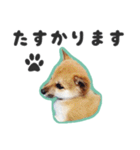 柴犬福ちゃん 敬語ひらがなスタンプ（個別スタンプ：31）