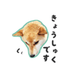 柴犬福ちゃん 敬語ひらがなスタンプ（個別スタンプ：32）