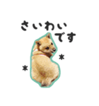 柴犬福ちゃん 敬語ひらがなスタンプ（個別スタンプ：33）