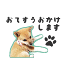 柴犬福ちゃん 敬語ひらがなスタンプ（個別スタンプ：34）