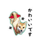 柴犬福ちゃん 敬語ひらがなスタンプ（個別スタンプ：35）