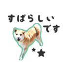 柴犬福ちゃん 敬語ひらがなスタンプ（個別スタンプ：37）