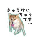 柴犬福ちゃん 敬語ひらがなスタンプ（個別スタンプ：38）