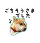 柴犬福ちゃん 敬語ひらがなスタンプ（個別スタンプ：40）