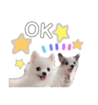 Qoo ＆ Latte 01（個別スタンプ：1）