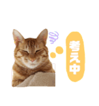 カリーです☆（個別スタンプ：3）