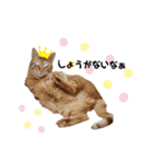 カリーです☆（個別スタンプ：11）