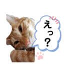 カリーです☆（個別スタンプ：17）