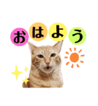 カリーです☆（個別スタンプ：21）