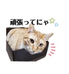 カリーです☆（個別スタンプ：24）