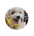 ぺいい（個別スタンプ：1）